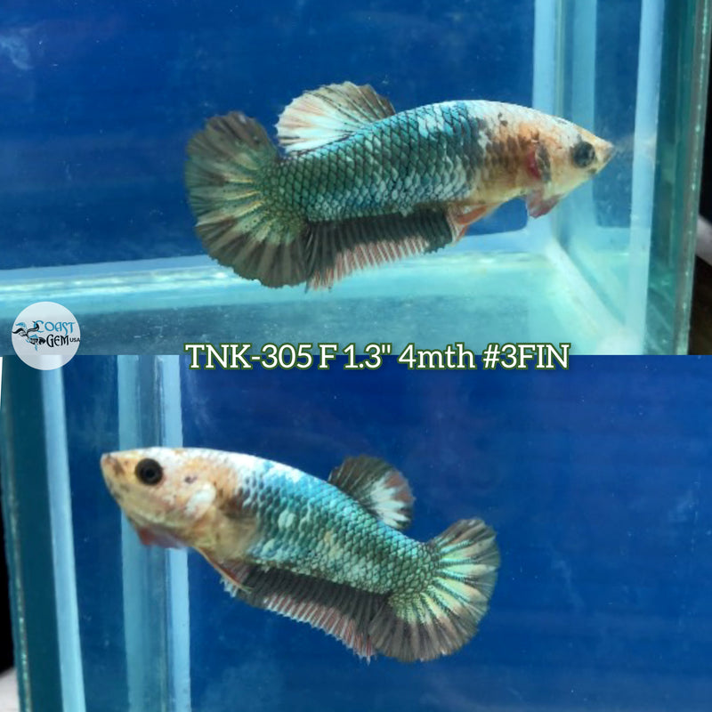 Live Female Betta Fancy Copper Plakad (TNK-305) S043  High quality what you see what you get!!