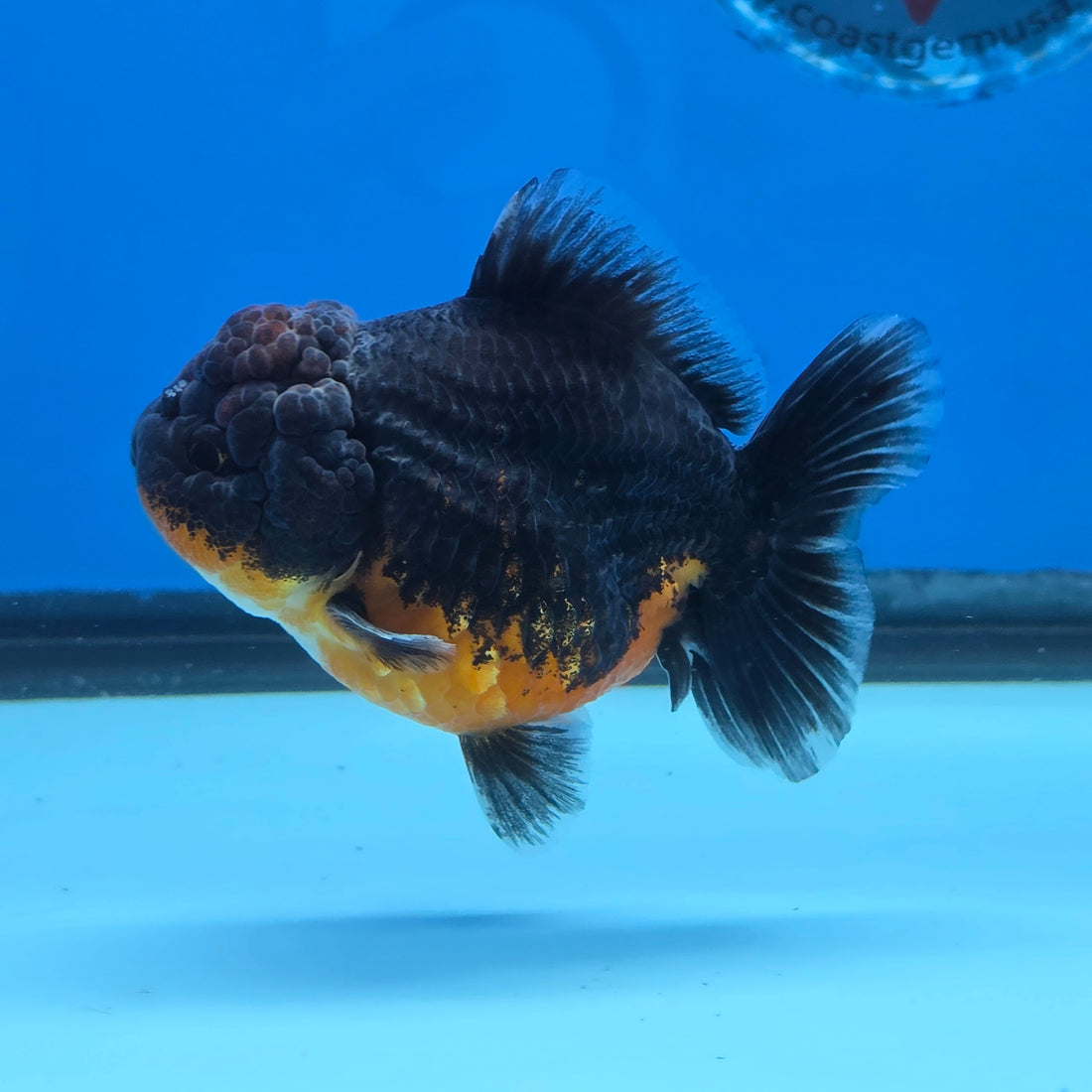 Thai Oranda Red Kirin Shogun Farm 3.5" Body Female 8mths(FEB-556)R3A02