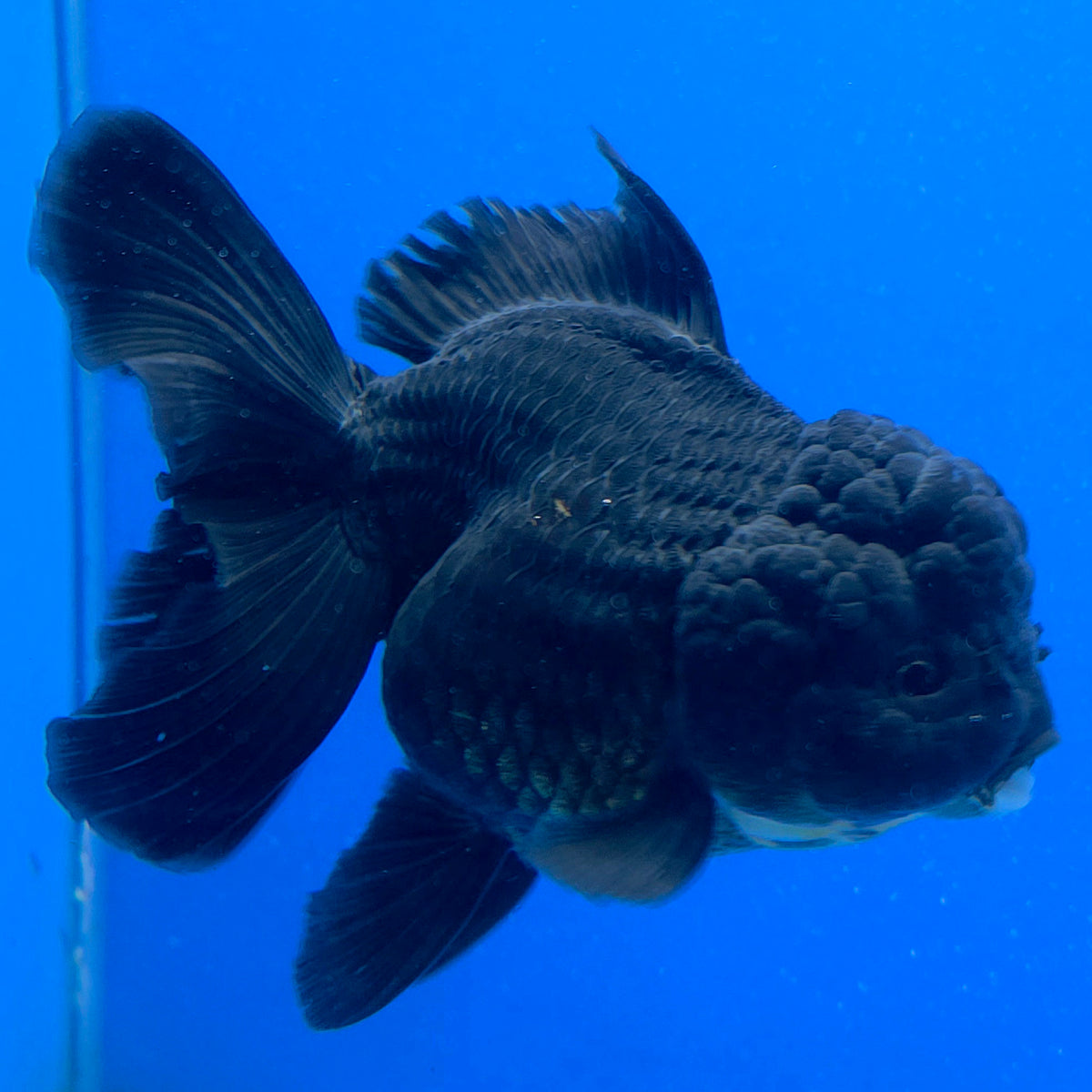 Thai Oranda Super Black 3.5" Body Female (FEB-851)R2A12
