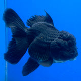 Thai Oranda Super Black 3.5" Body Female (FEB-851)R2A12