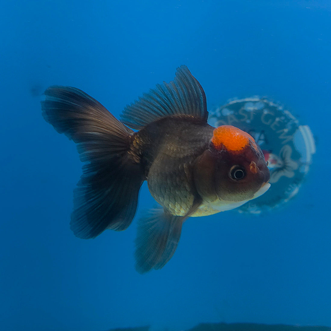 Thai Oranda Apache 3.5” Female(FEB-711)R1A07