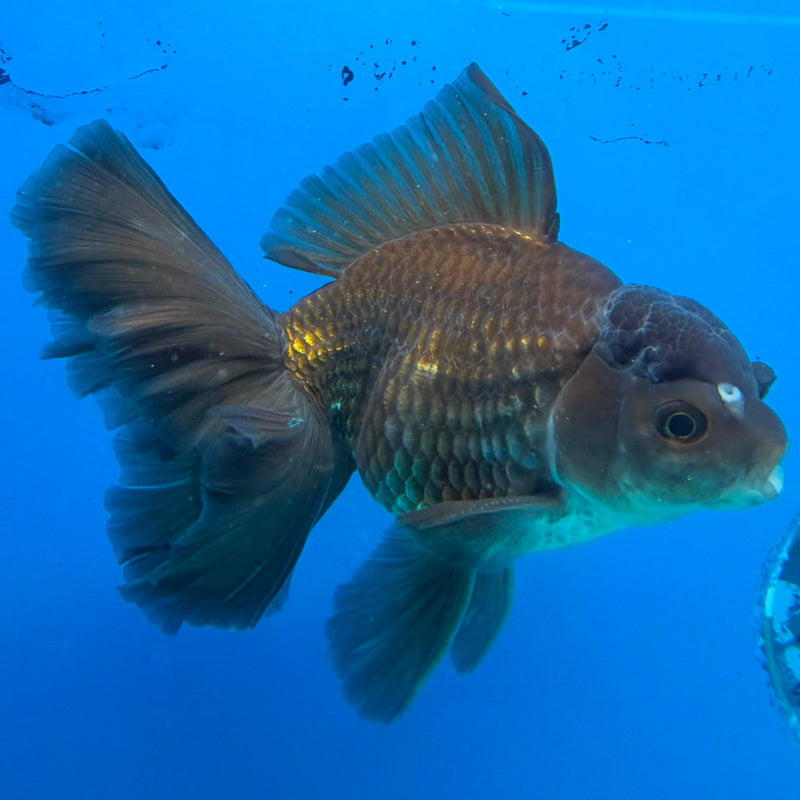 Thai Oranda Super Black 3.5" Male(FEB-426)R2B01