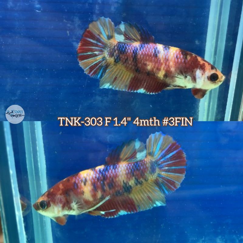 Live Female Betta Candy Multi-colors Metallic Plakad (TNK-303)  High quality what you see what you get!!