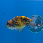 Thai Ranchu Granite 2.5in Female (FEB-701)R3B13