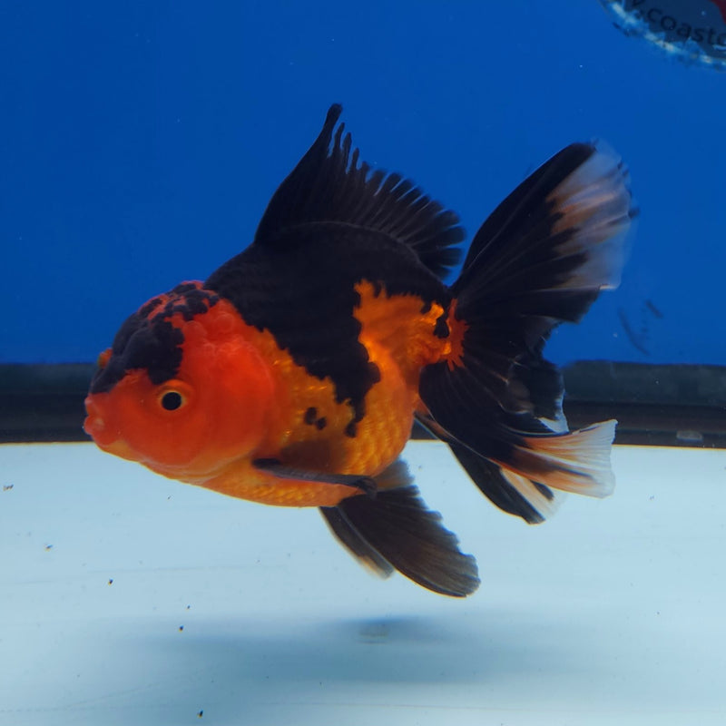 Thai Oranda Apache 3” Male (FEB-260)R3A04