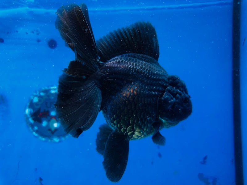 Thai Premium Jumbo Black Giant Breed 5.00 inch Body Oranda (CRP-JO1002)