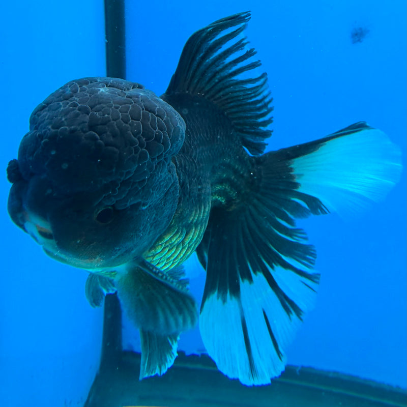 Thai Oranda Super Black 3.5" Female(FEB-425)R2A01