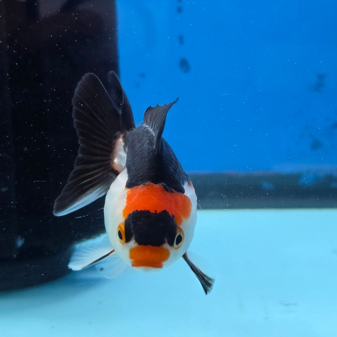 Thai Oranda Tri Color body breed 2.5" Body Female 6mths(FEB-566)R3B22