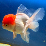 Thai Oranda Red Cap White Female 3.5in (FEB-506)R2B18