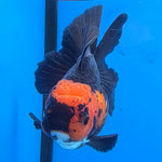 Thai Oranda Jumbo Breed Apache 3.5" Body Female (FEB-605)R1B11