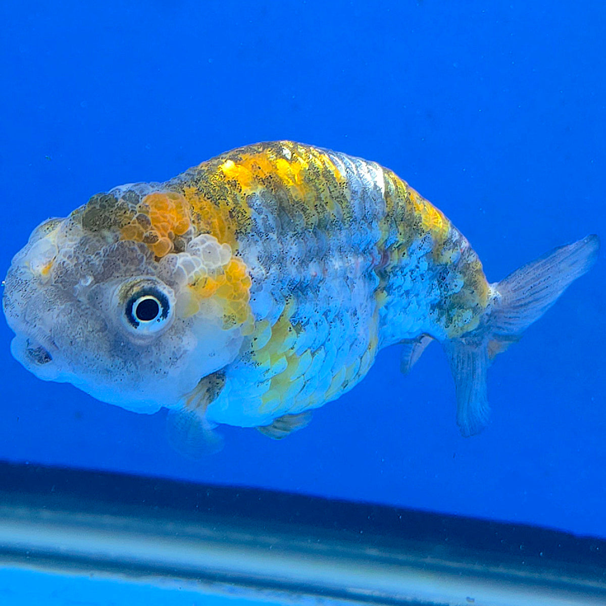 Thai Ranchu 2.50" Body Female (FEB-862)