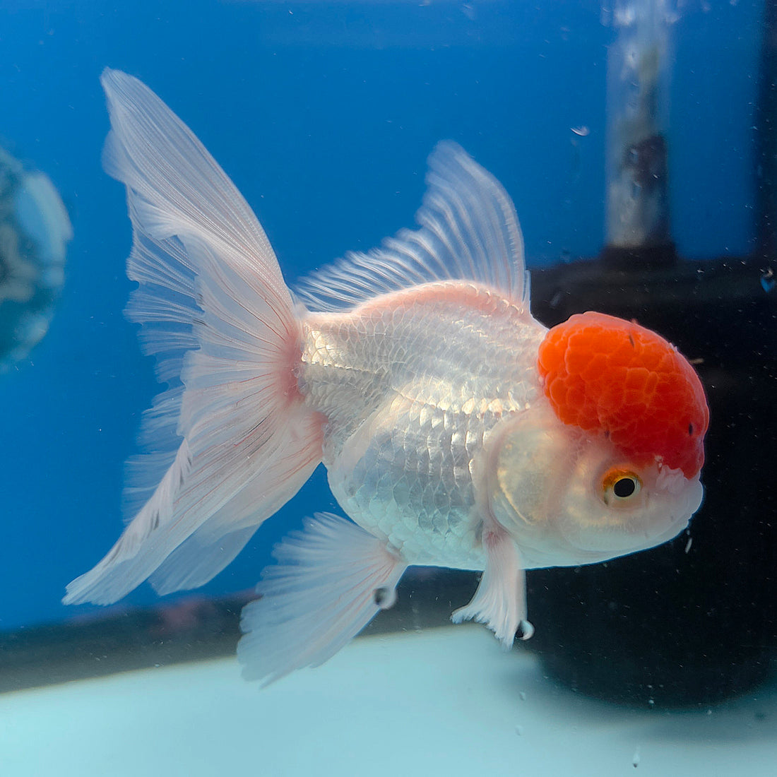 Thai Oranda Red & White 3.5” Female(FEB-712)R1A07