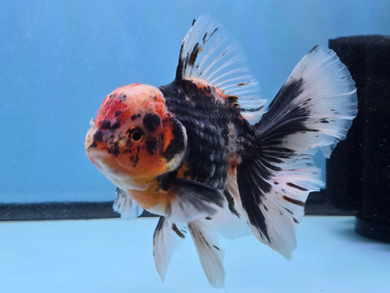 Thai Premium Kirin Calico Oranda 4.50 inch Body Oranda Male (QGF-JO1021)