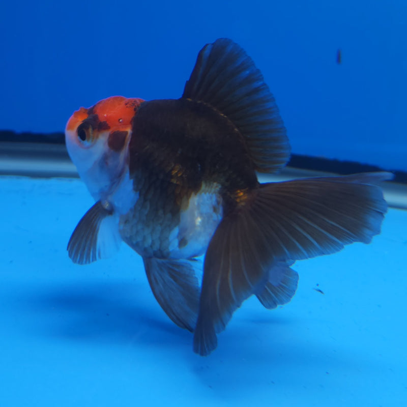 Thai Oranda Tri-Color 2.5” Female (FEB-249)R3B04