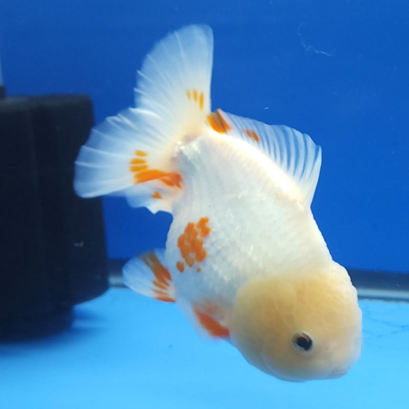 Thai Jumbo Oranda Lemonhead Red & White 4.5in Female (FEB-237)BLUETUB1