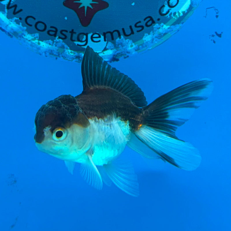 Thai Oranda Panda 2in Female (FEB-438)R3B19