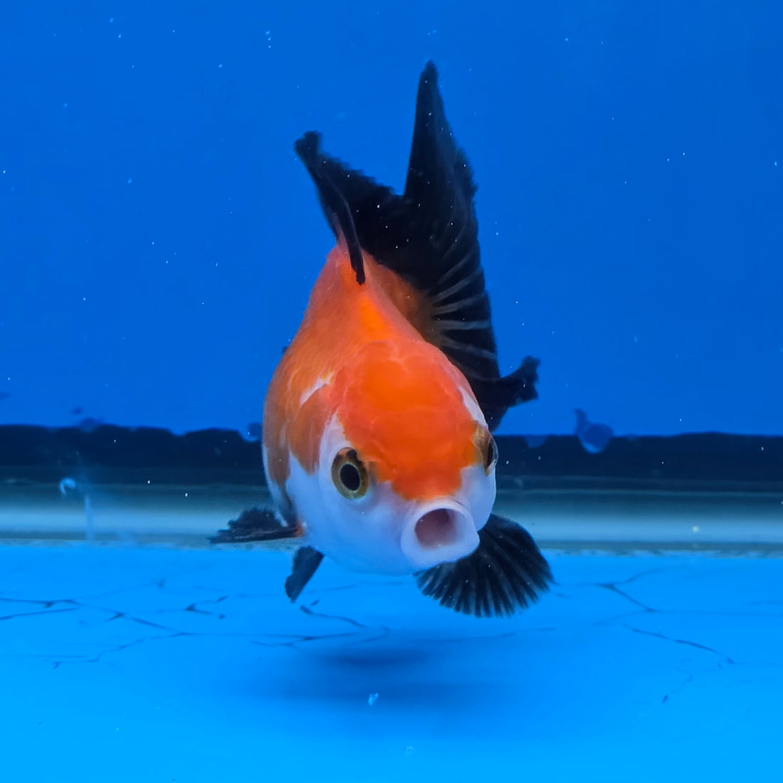 Thai Oranda Tri-Color 2.50" Body Male (FEB-740)R2B01
