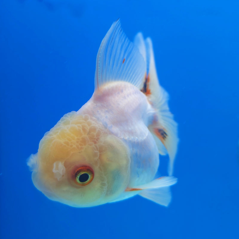 Thai Oranda Lemonhead 2.5” Female (FEB-263)R3B18
