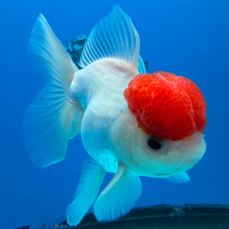 Thai Oranda White Body Red Cap 3.5" Female(FEB-431)R2B13