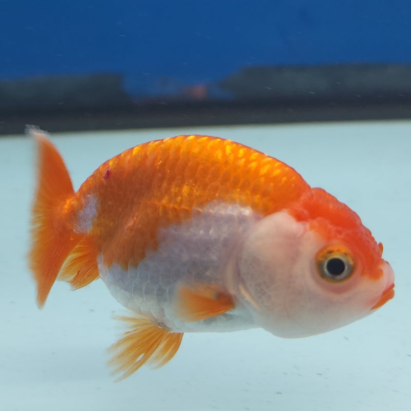 Chinese Ranchu Red & White 2in Female (FEB-332)R3B16