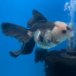 Thai Oranda Lemonhead Panda Silver 2.5” Female(FEB-683)R3B01