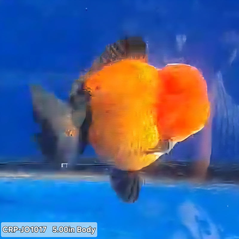 Thai Premium Jumbo Aapche Short Tail Giant Breed 5.00 inch Body Oranda (CRP-JO1017)