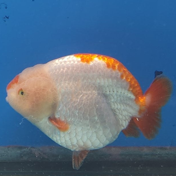 Chinese Ranchu Red & White 3.5” Body Male(FEB-348)R2B13