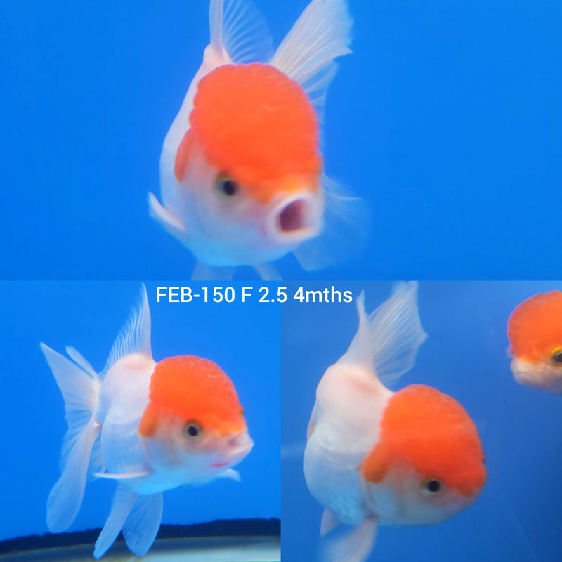 Red & White Oranda 2.5” Body Female (FEB-150)R3B16