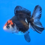 Thai Oranda Tri-Color style 2.75" Body Female (FEB-742)R2B01