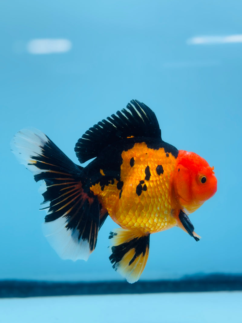 Thai Apache Orchid Tail Oranda 3.50 inch Body Male (KP-216)R1A05