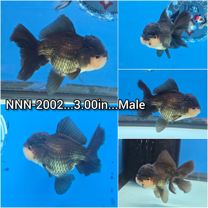 Thai Panda Oranda 3.00 inch Body Male (NNN-2002)R4B04