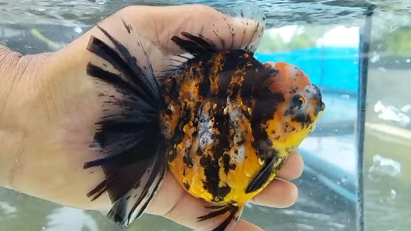 Thai Jumbo Calico Orchid Tail Oranda by NK THAILAND 5.00 inch Body (NKT-JO2029)