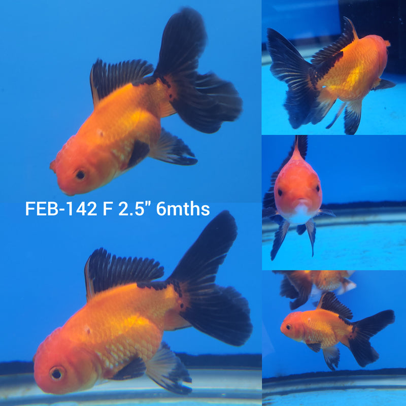 Thai Apache Oranda 2.5” Body Female (FEB-142)R3B21
