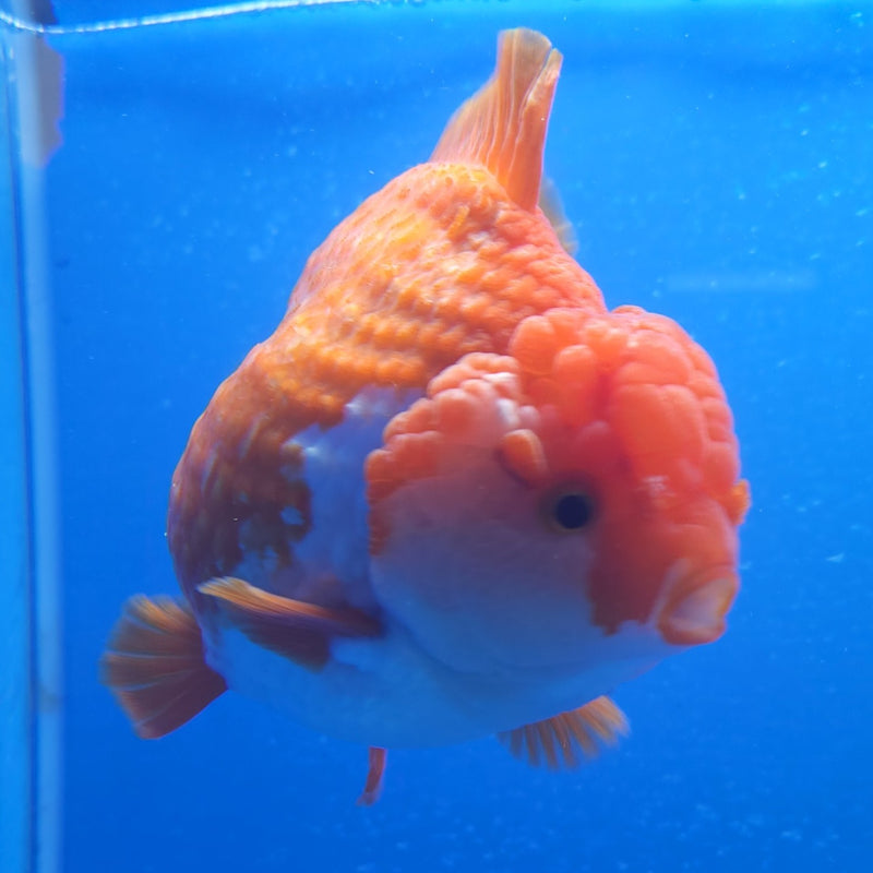Thai Jumbo Oranda Red & White 4.5in Female (FEB-224)BLUETUB1