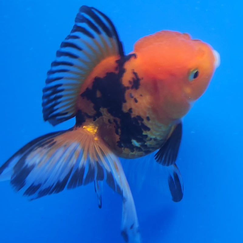 Thai Oranda Tri-Color 2.5in Female (FEB-199)R3B07