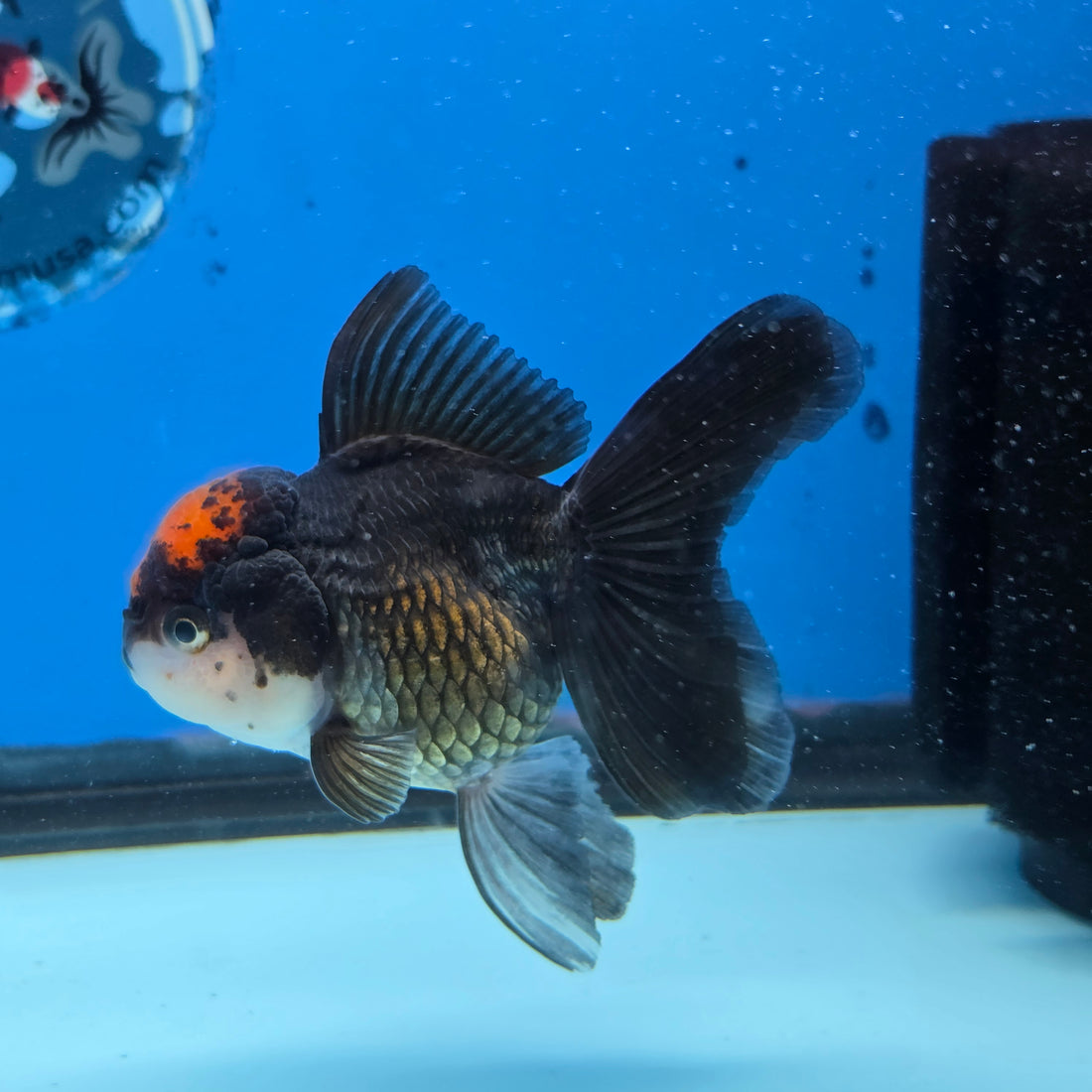 Thai Oranda Red Cap Black 3.5” Female(FEB-728)R1B07