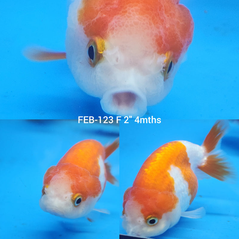 Red & White Ranchu 2” Body Female (FEB-122)R3B12