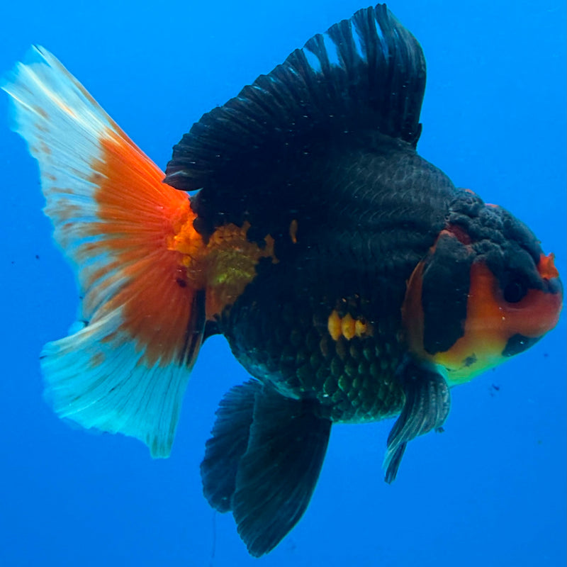 Thai Oranda Apache Butterfly Tail 3.5" Male(FEB-429)R2B02