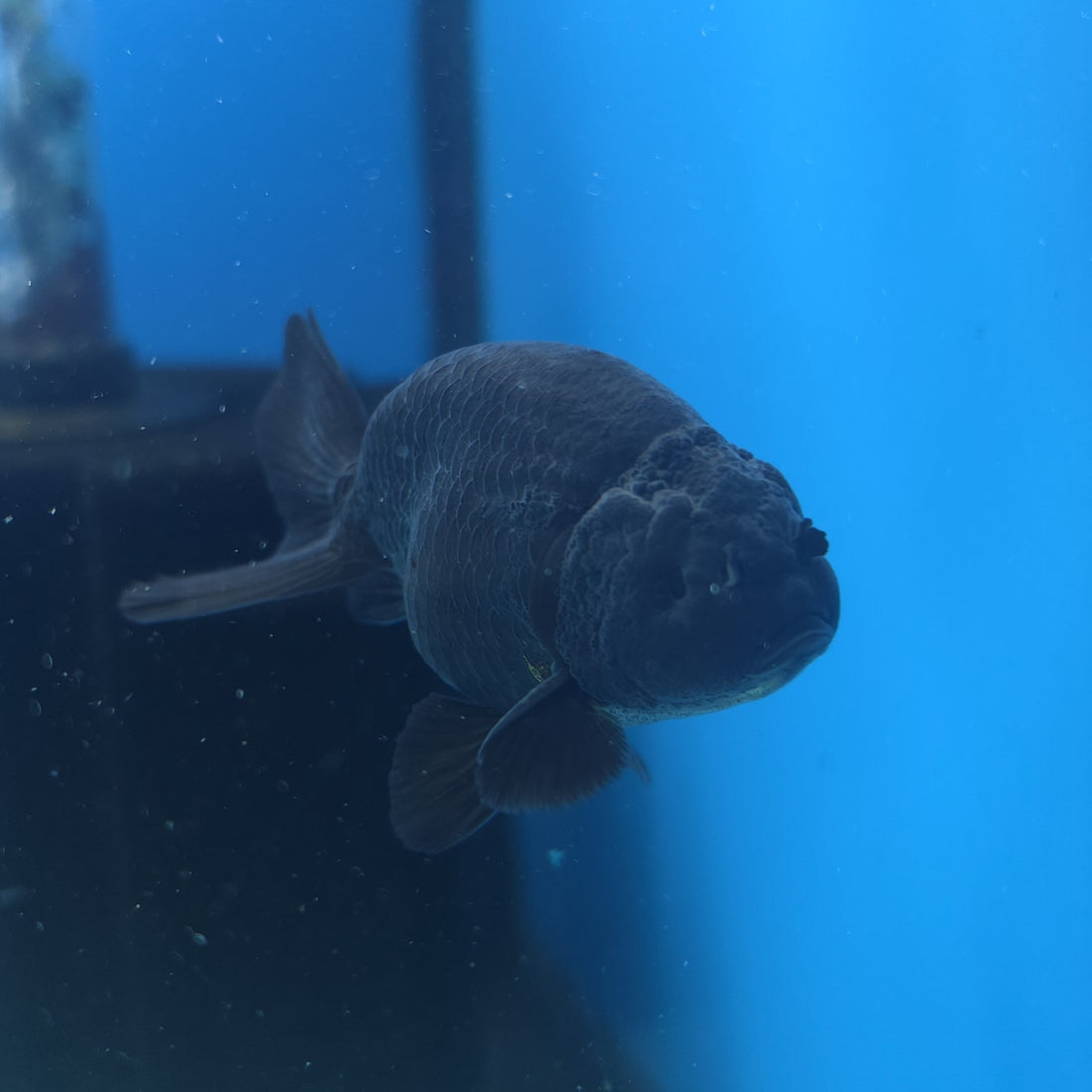 Thai Ranchu Super Black 2.5” Female(FEB-669)R3B03