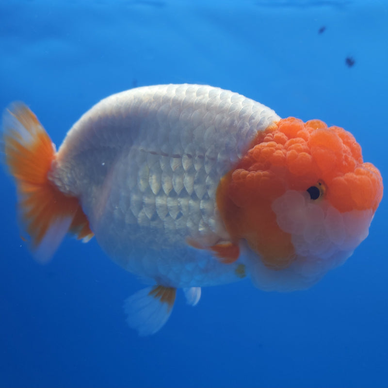 Thai Jumbo Ranchu Red & White 5in Female (FEB-215)SHOWTANK2