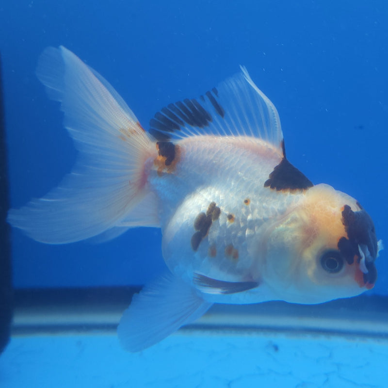 Thai Oranda Black Tancho Panda 2.5” Female (FEB-362)R3B20