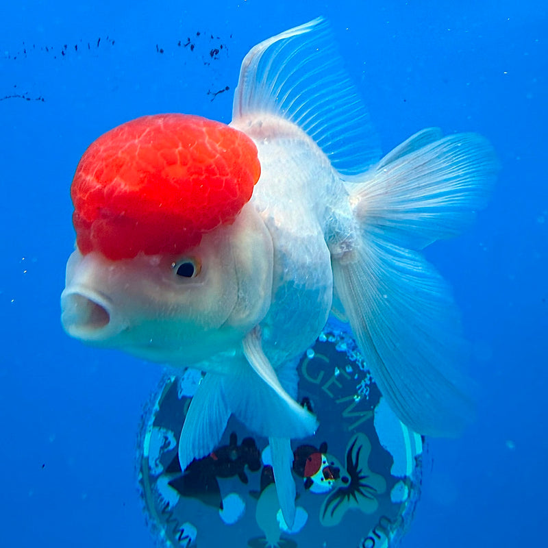 Thai Oranda White Body Red Cap 3.5" Female(FEB-433)R2B13