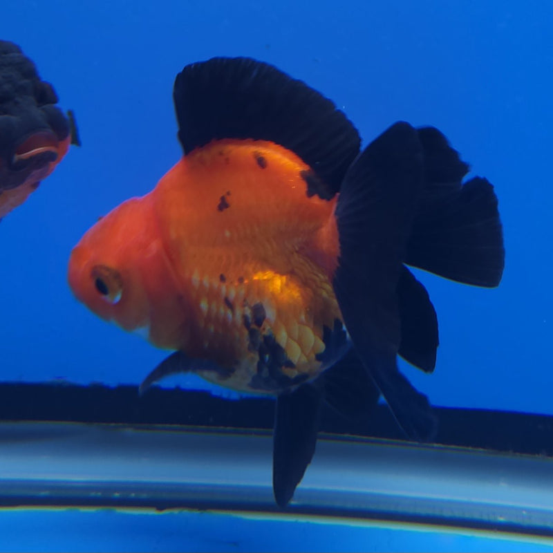 Thai Oranda Apache 2.5” Female (FEB-246)R3B04