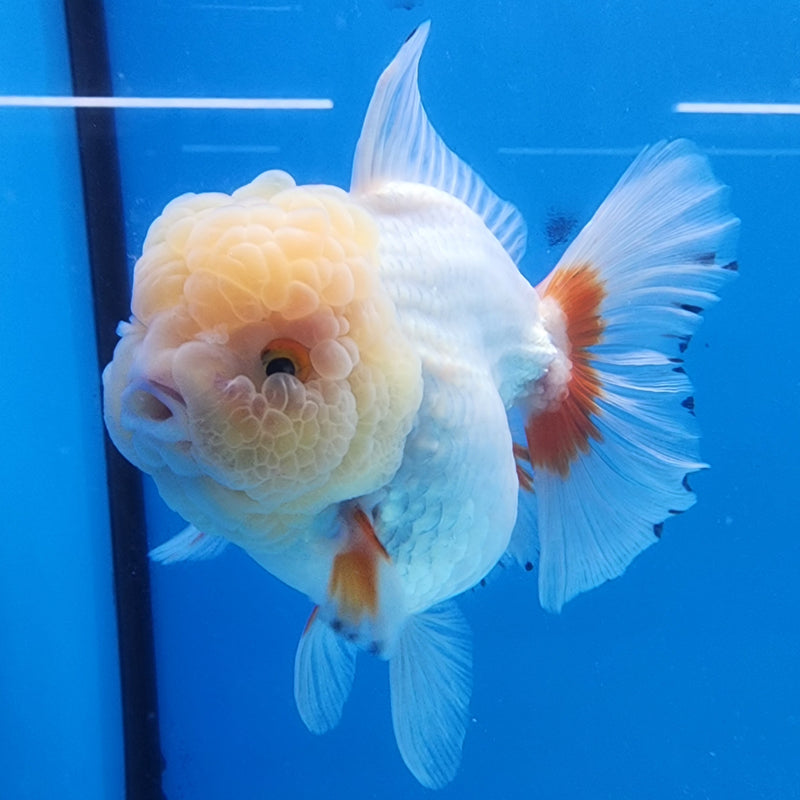 Thai Oranda JUMBO Lemon Head Red/White 4” Body Female(CK-1433)BLUETUB2