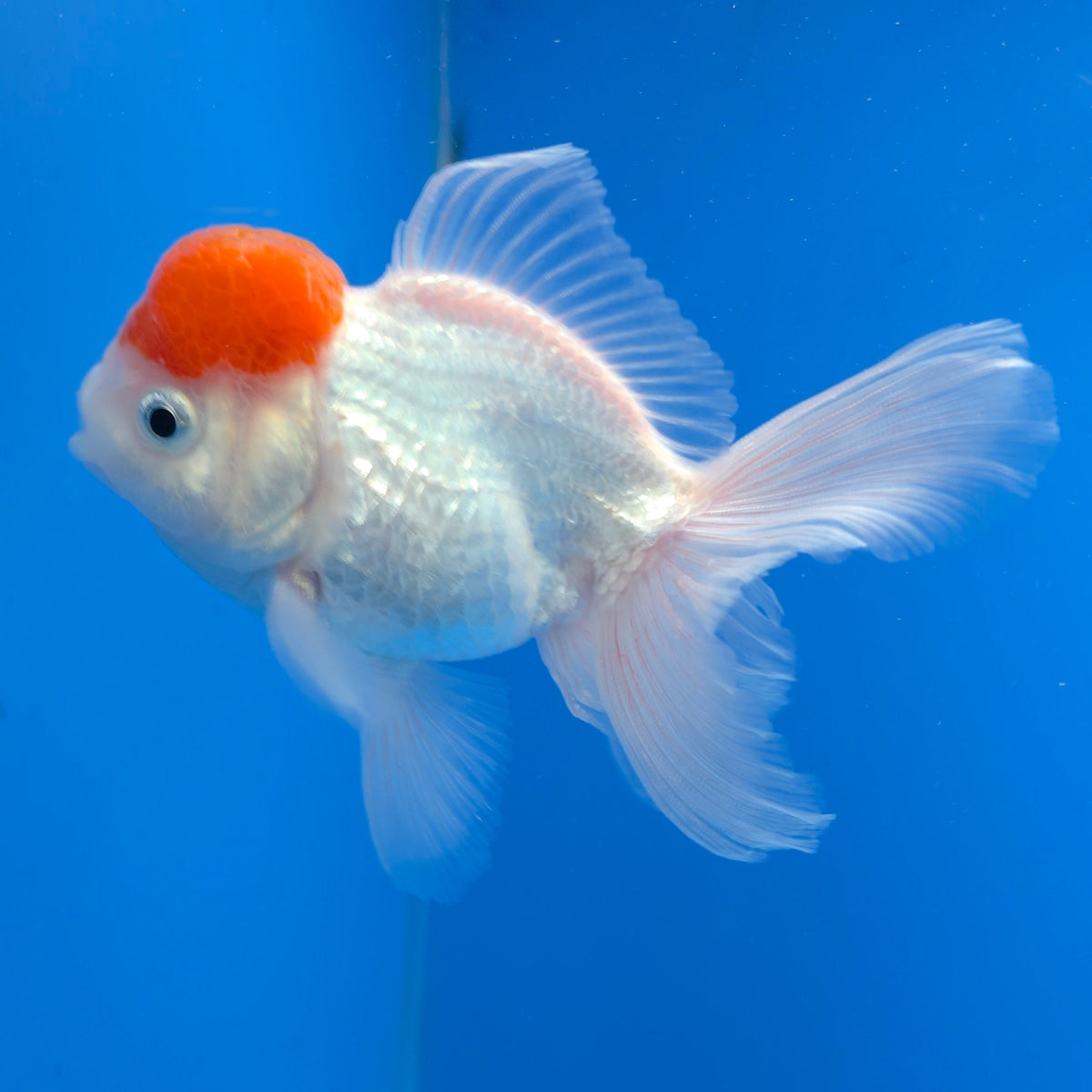 Thai Oranda White Red Cap 3.0" Body Female (FEB-766)R2B607