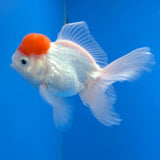 Thai Oranda White Red Cap 3.0" Body Female (FEB-766)R2B607