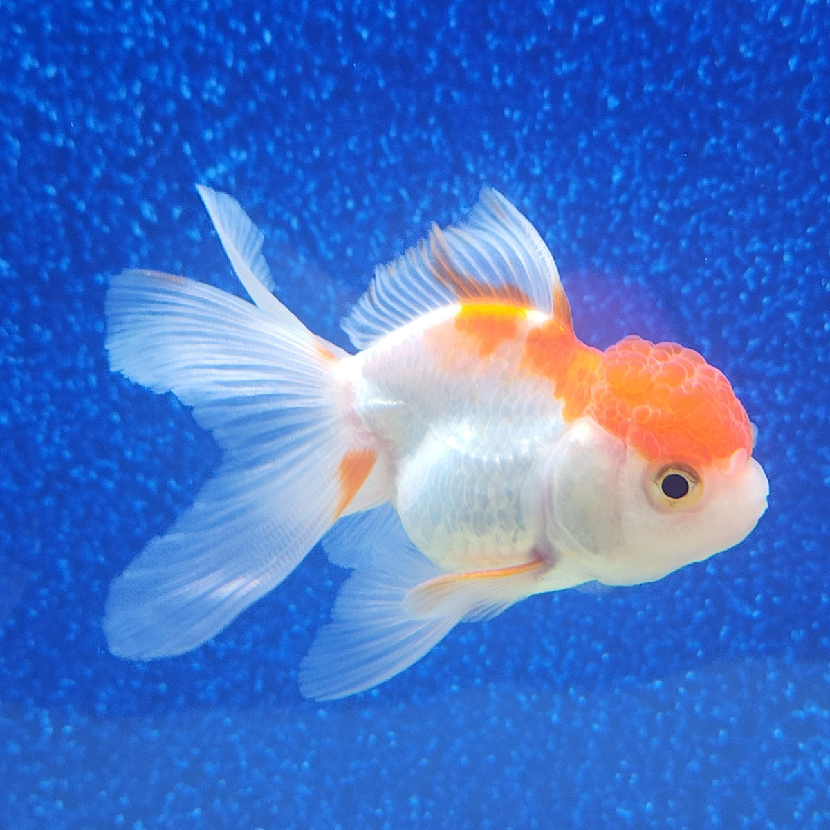 Thai Oranda Red & White 2in Female (FEB-485)R3A11