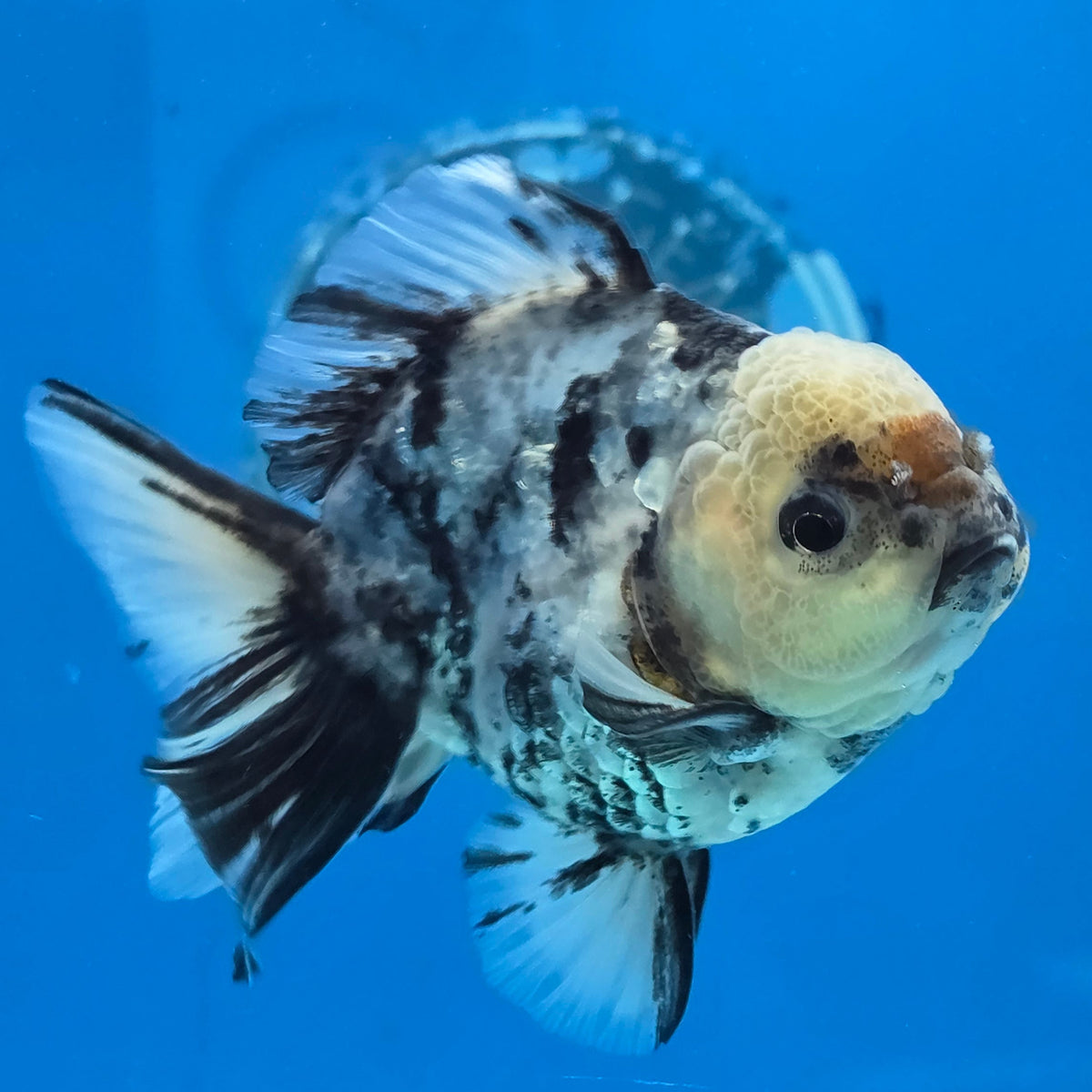 Thai Oranda Lemon Head Granite Shogun Farm 3.2" Body Female 6mths(FEB-578B)R3B02