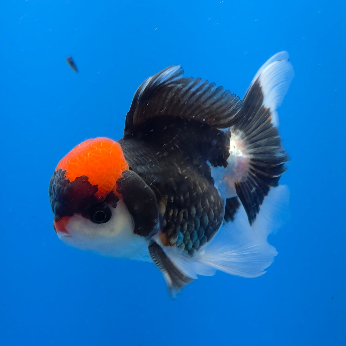 Thai Oranda Red Cap Panda 3.5" Body Male (FEB-754)R2B07