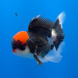 Thai Oranda Red Cap Panda 3.5" Body Male (FEB-754)R2B07